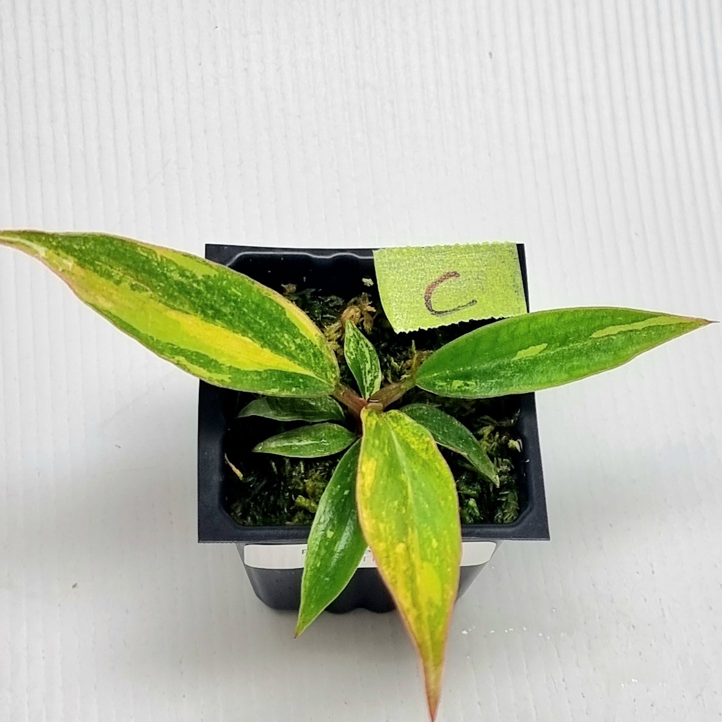 Philodendron Fire Tiger