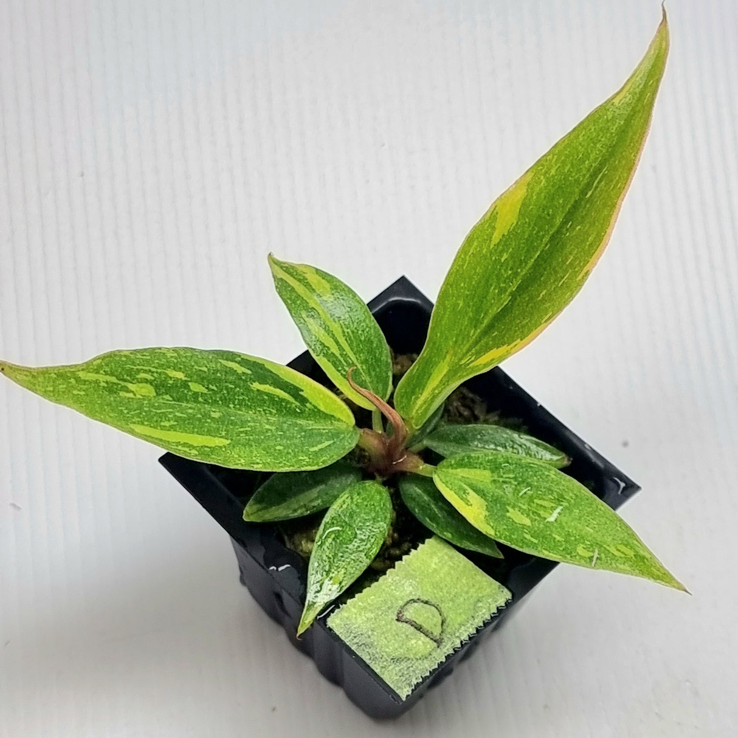 Philodendron Fire Tiger