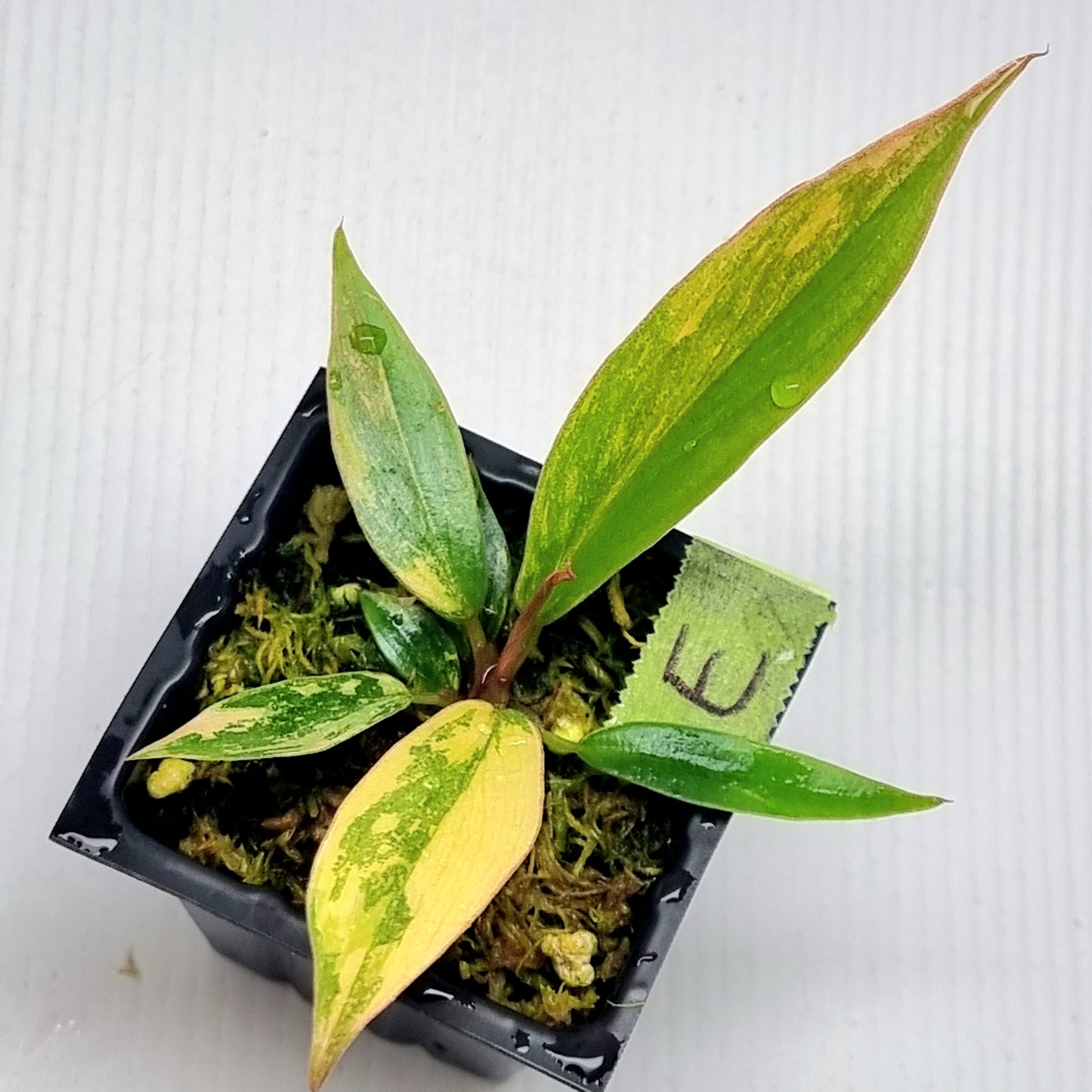 Philodendron Fire Tiger