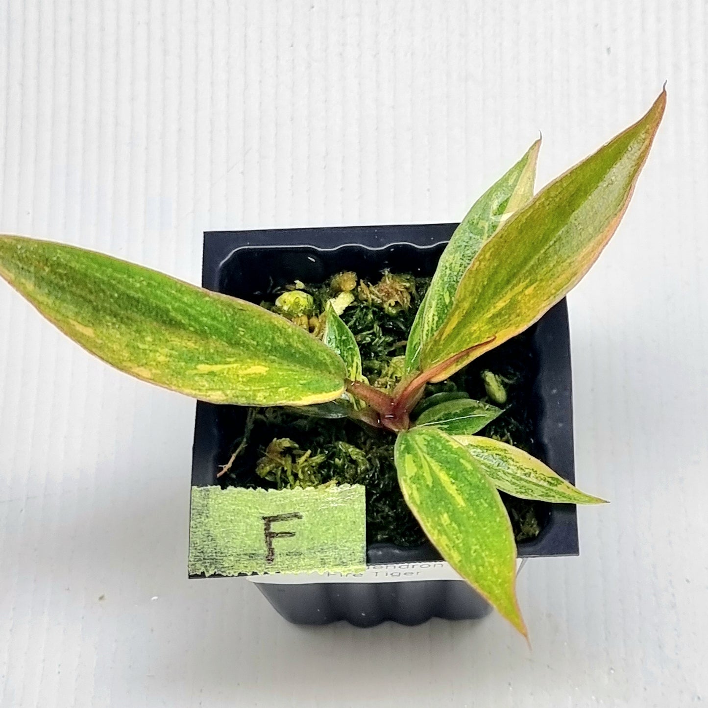 Philodendron Fire Tiger