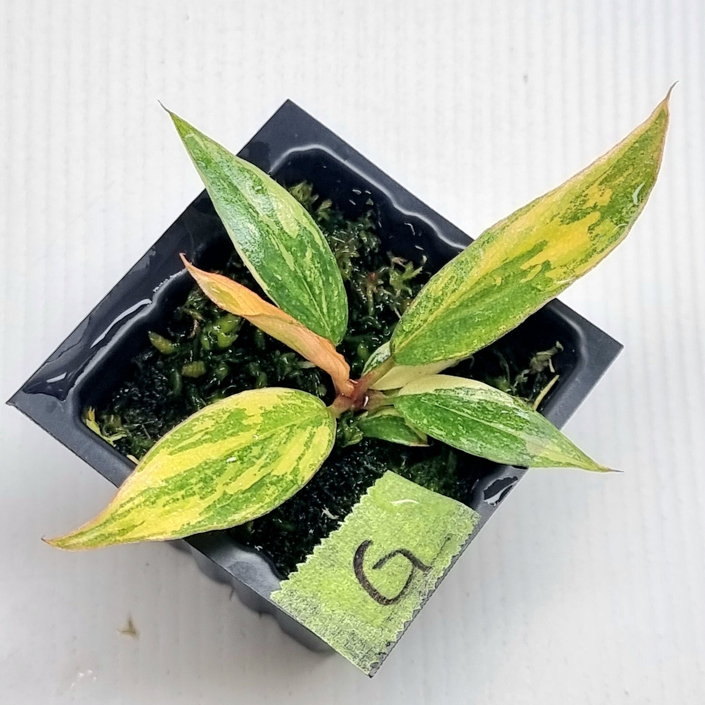 Philodendron Fire Tiger