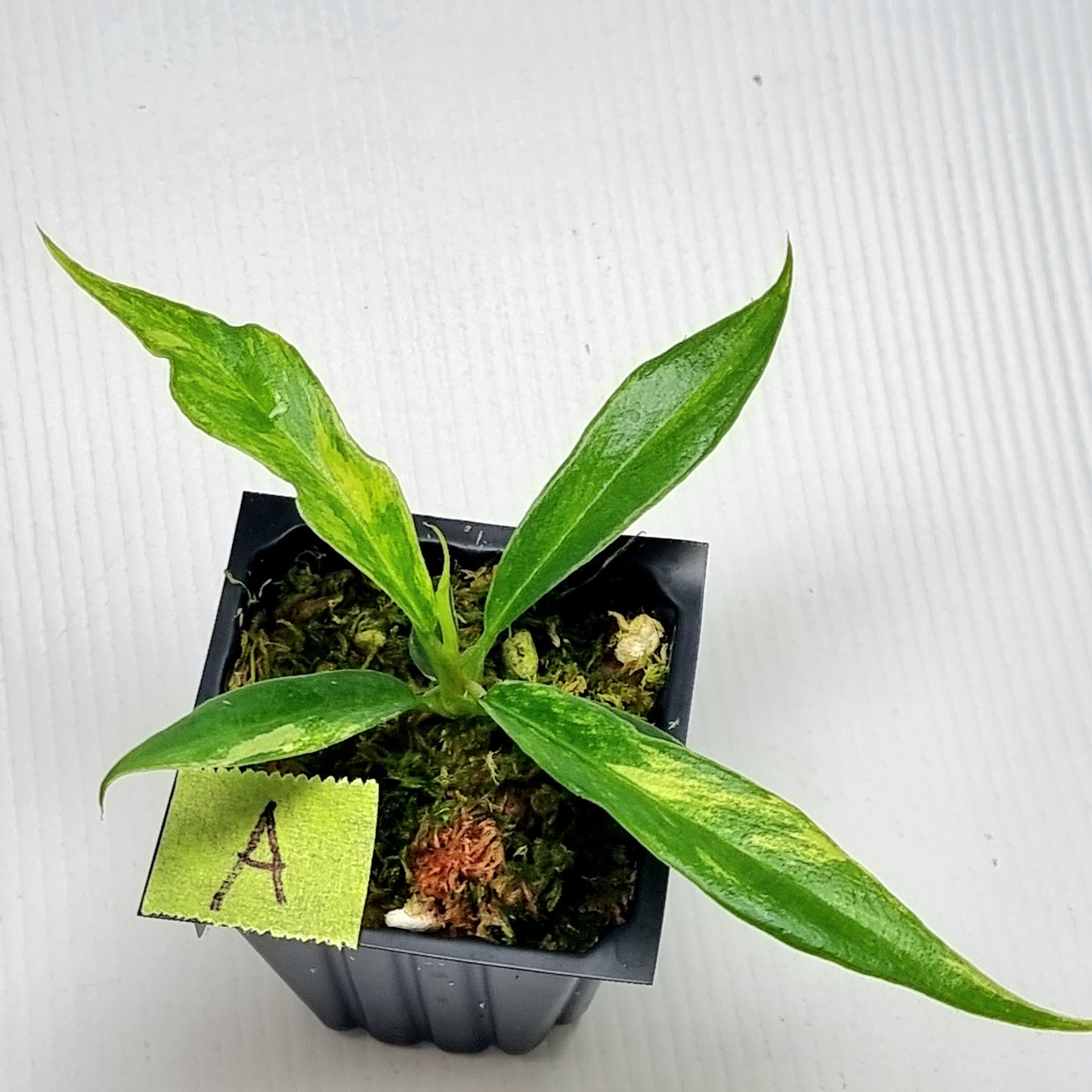 Philodendron tortum Aurea Variegated