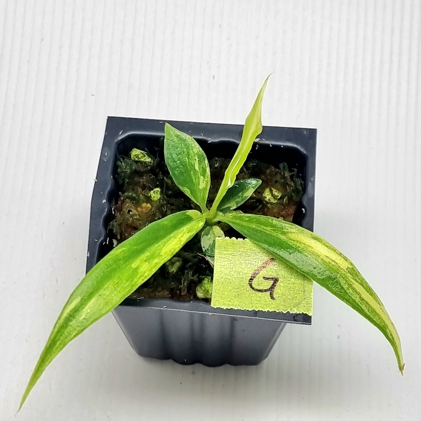 Philodendron tortum Aurea Variegated