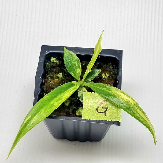 Philodendron tortum Aurea Variegated