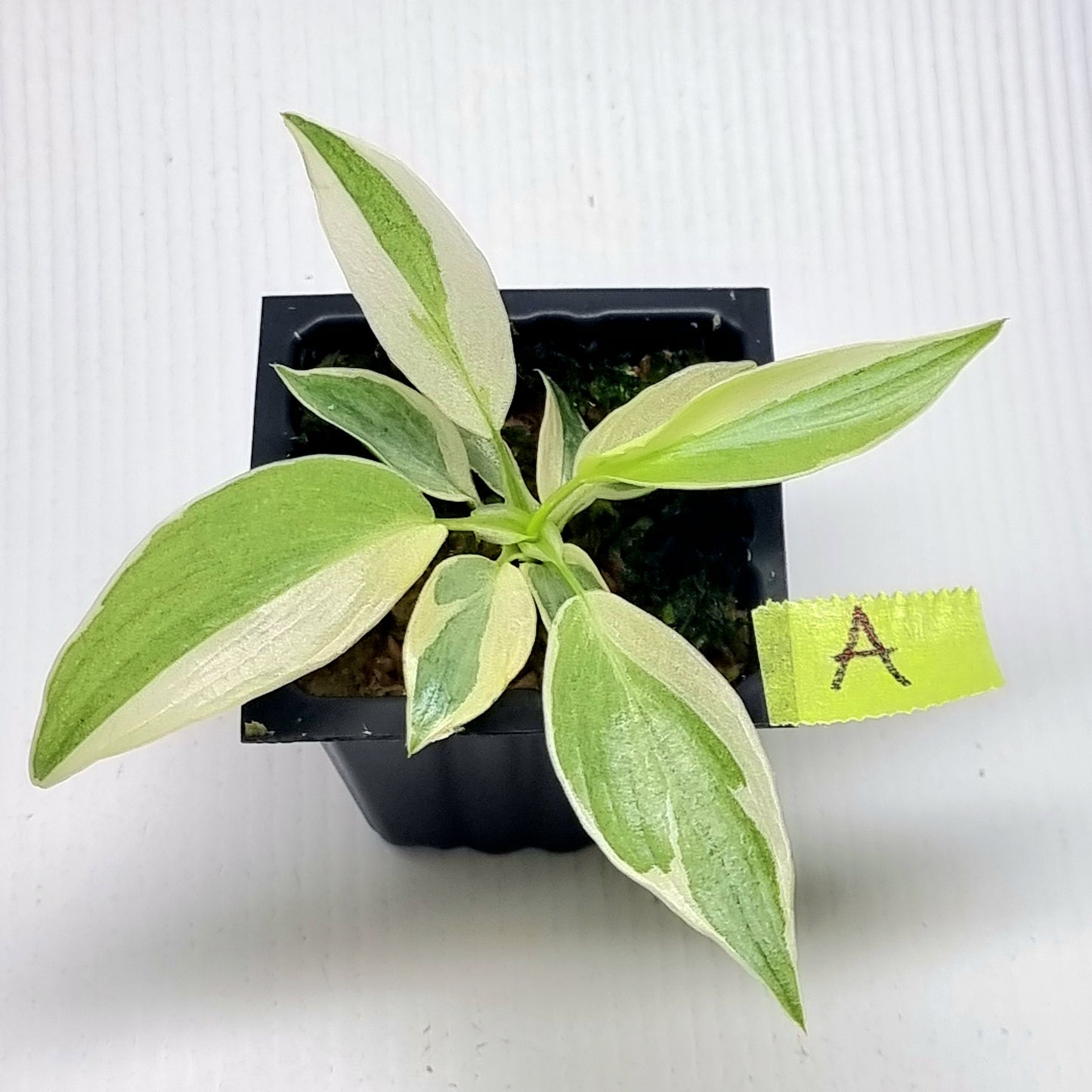 Philodendron longilobatum Albo Variegated