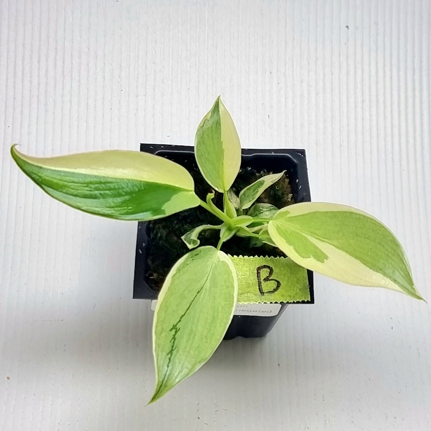 Philodendron longilobatum Albo Variegated