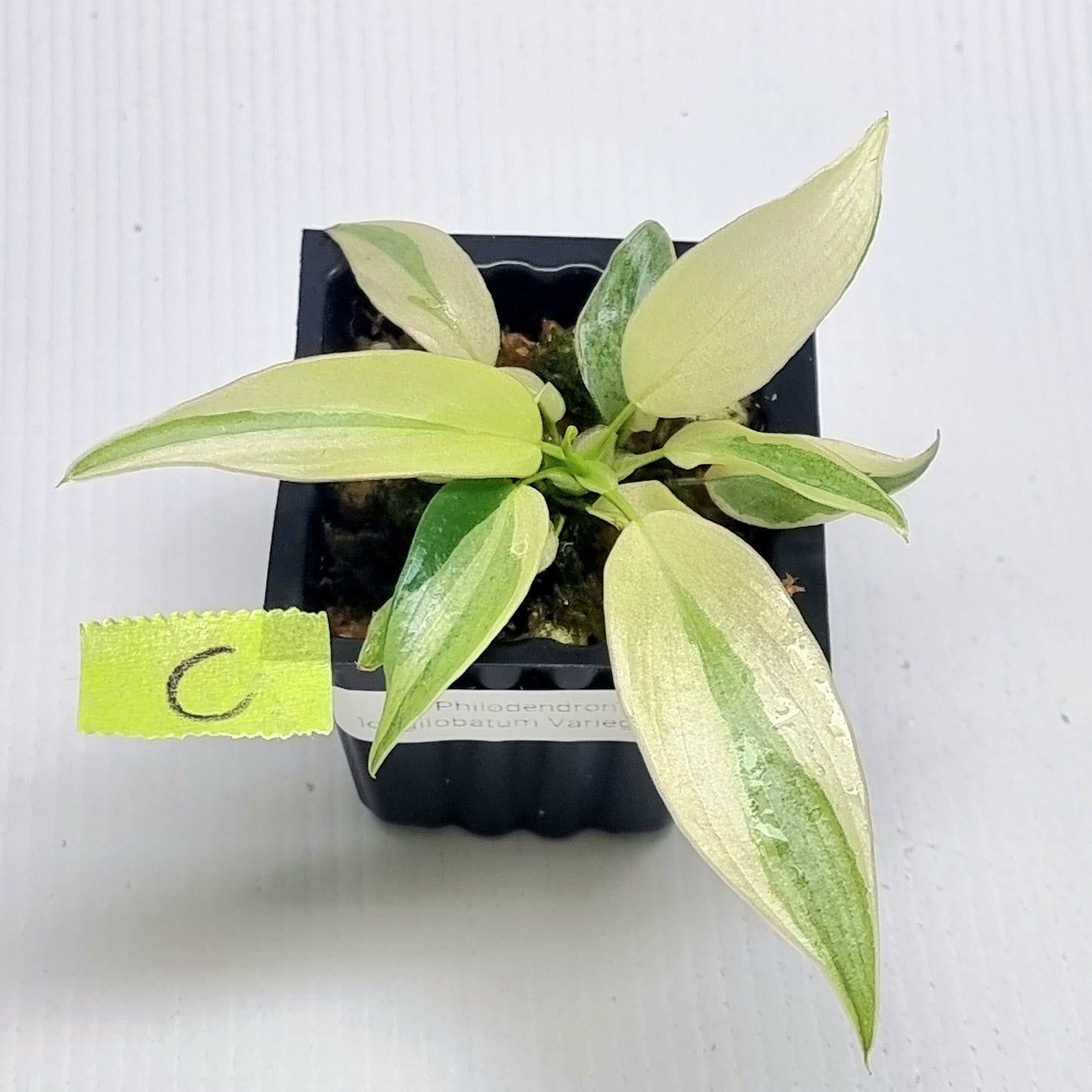 Philodendron longilobatum Albo Variegated