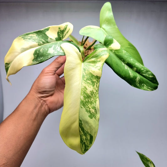 Philodendron Florida Beauty x Paraiso Verde Variegated