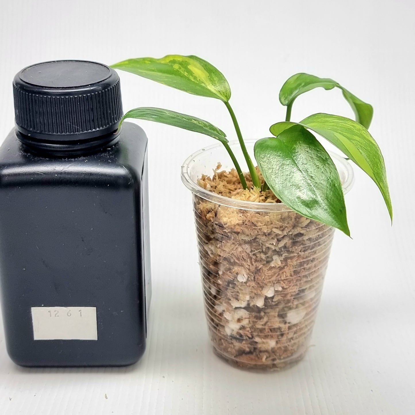 Philodendron Florida Beauty x Paraiso Verde Variegated