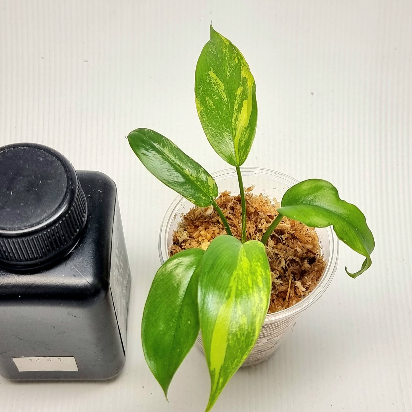 Philodendron Florida Beauty x Paraiso Verde Variegated