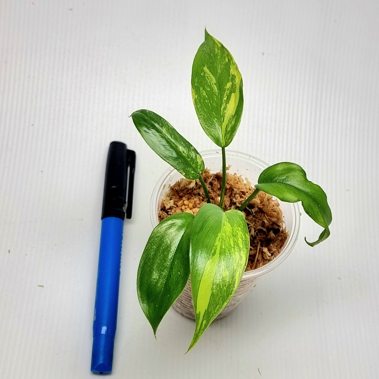 Philodendron Florida Beauty x Paraiso Verde Variegated