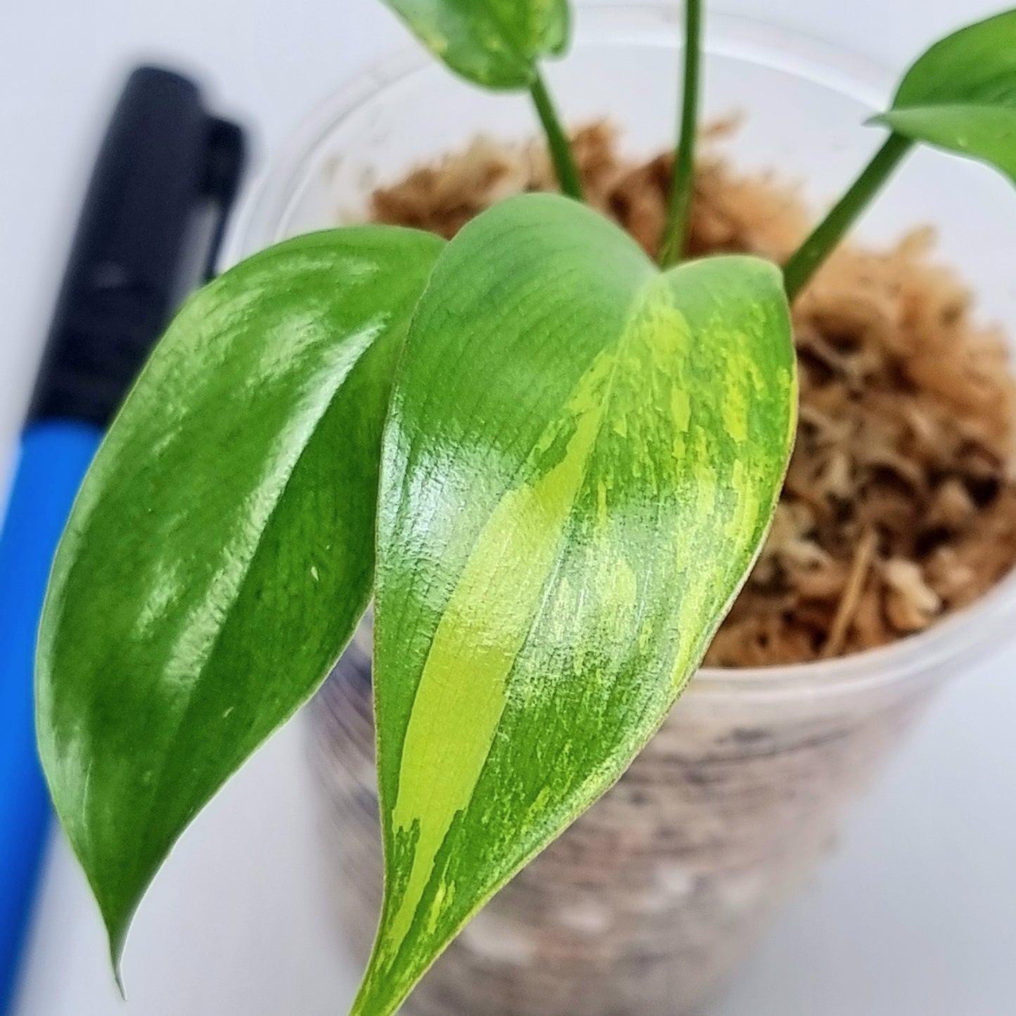 Philodendron Florida Beauty x Paraiso Verde Variegated