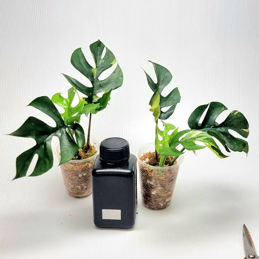 Rhaphidophora tetrasperma tricolour Variegated