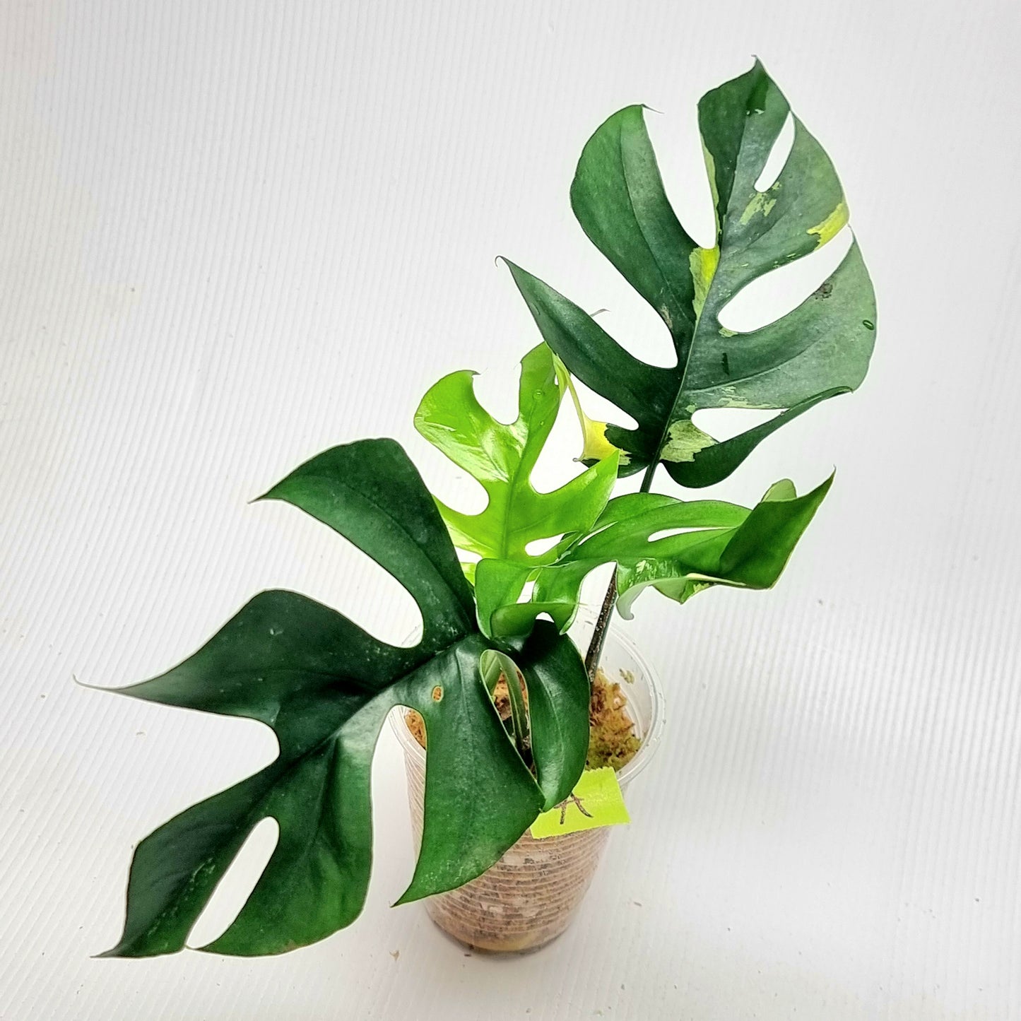 Rhaphidophora tetrasperma tricolour Variegated