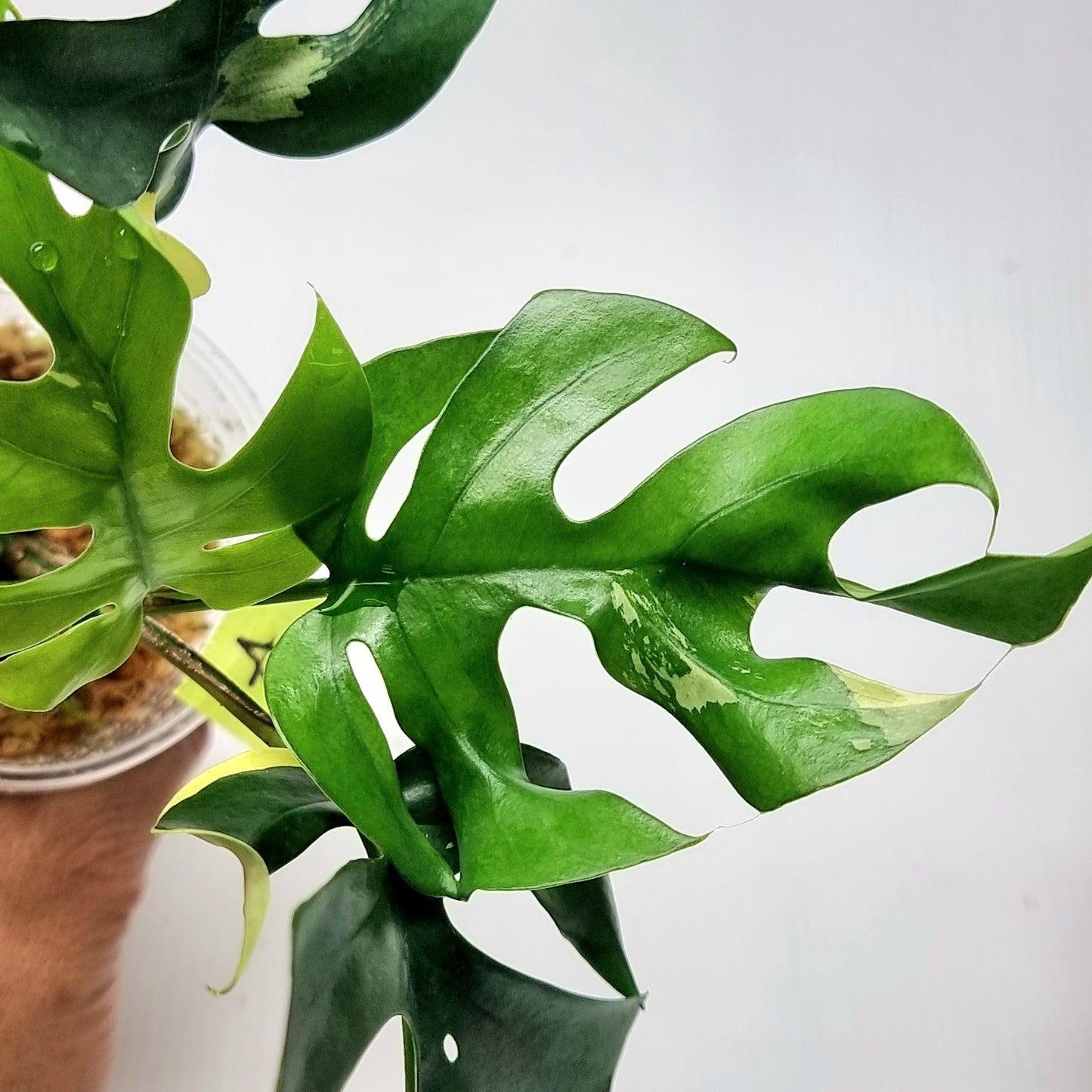 Rhaphidophora tetrasperma tricolour Variegated