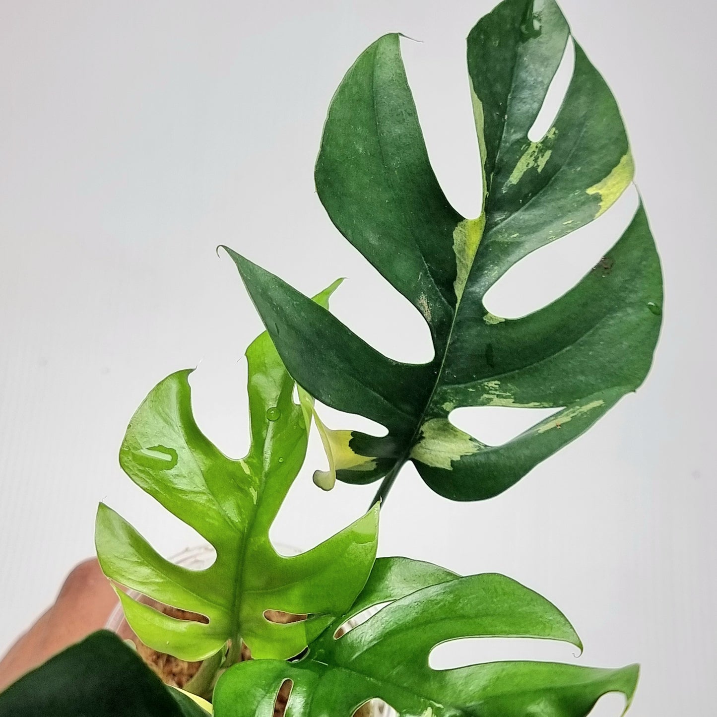 Rhaphidophora tetrasperma tricolour Variegated