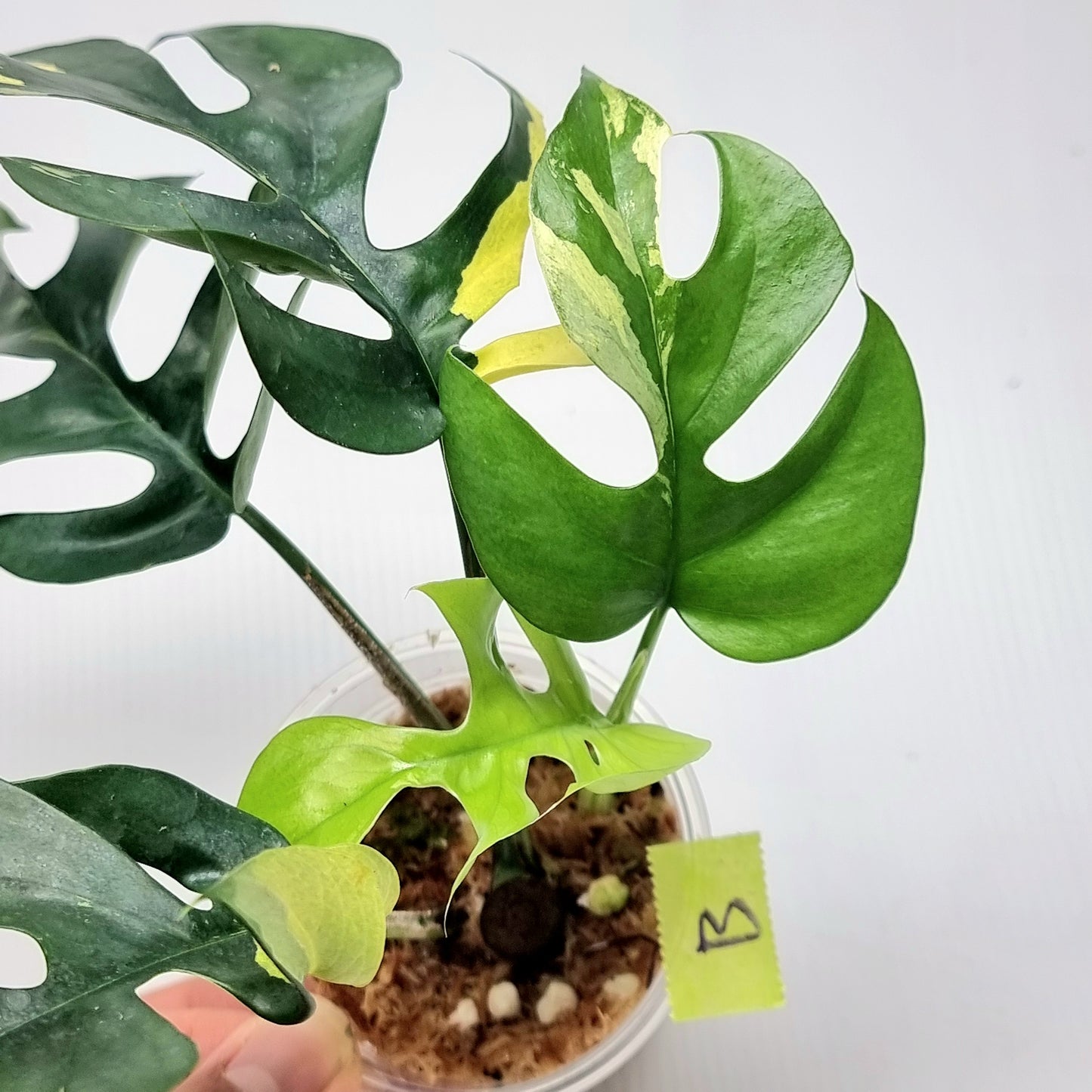 Rhaphidophora tetrasperma tricolour Variegated