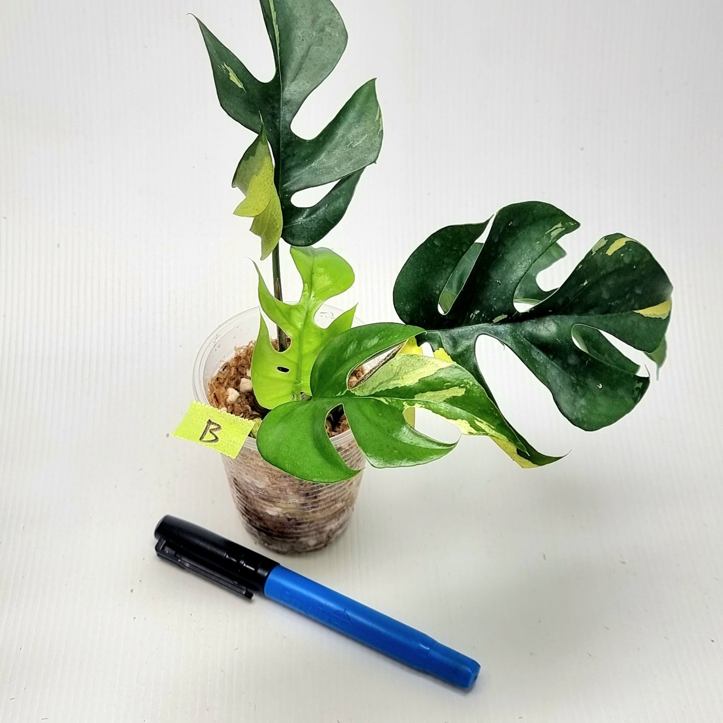 Rhaphidophora tetrasperma tricolour Variegated