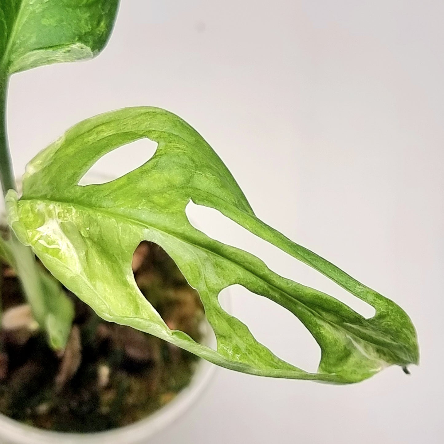 Monstera sp 'Indonesian Mint'