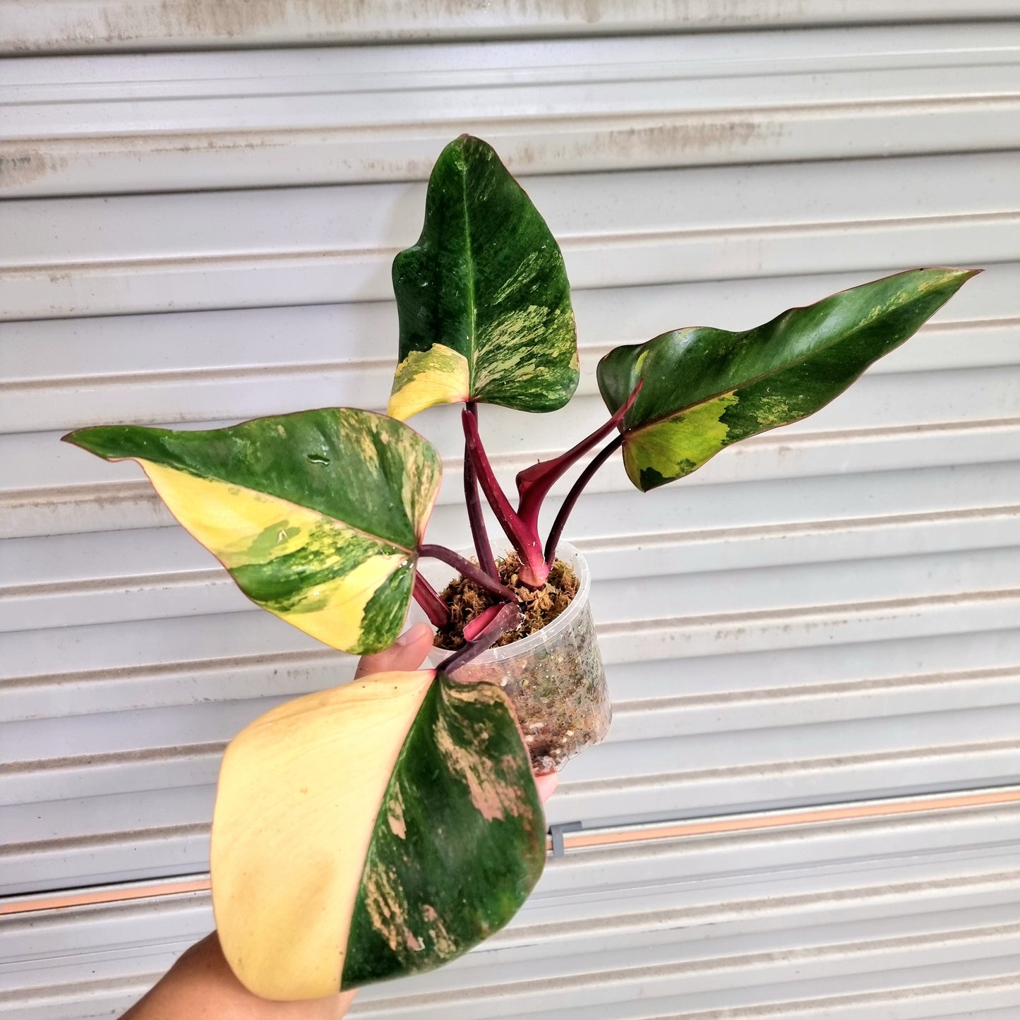 Philodendron strawberry shake