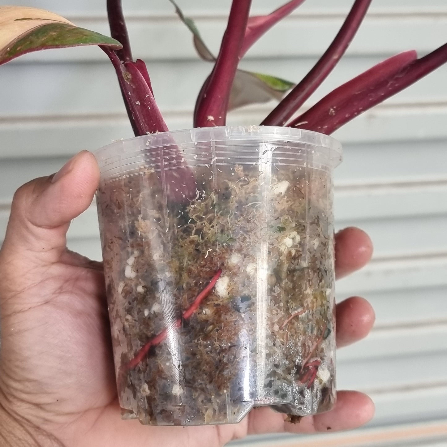 Philodendron strawberry shake