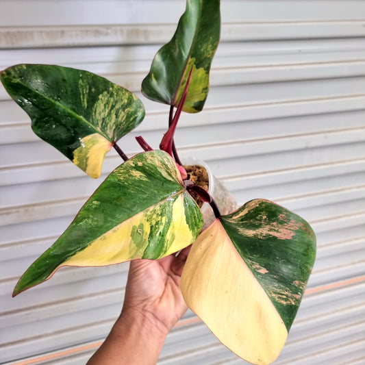 Philodendron strawberry shake