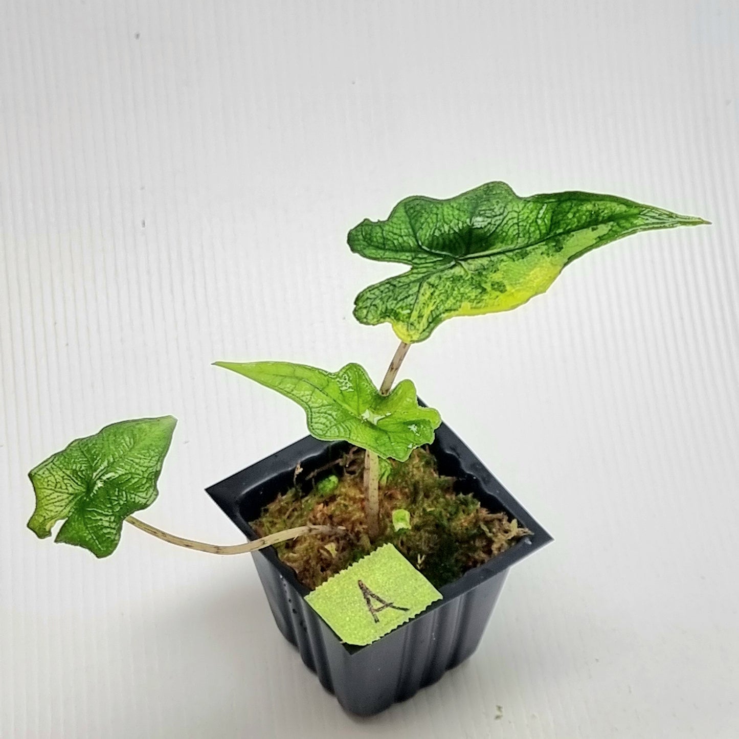 Alocasia Jacklyn Variegated