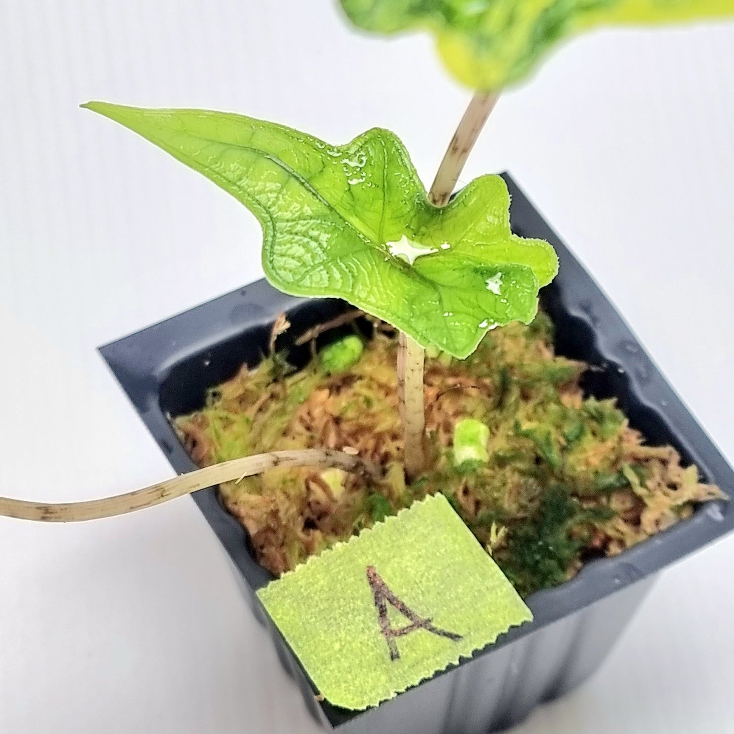 Alocasia Jacklyn Variegated
