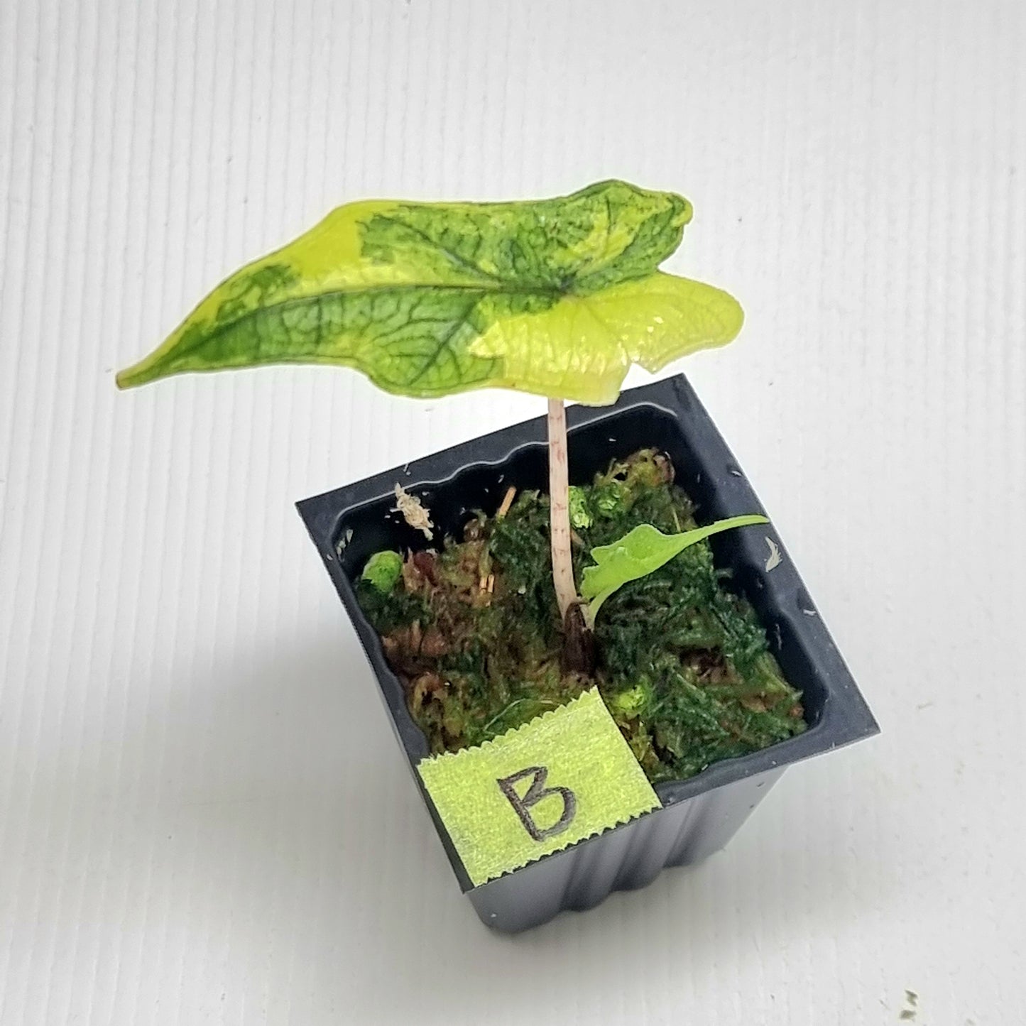 Alocasia Jacklyn Variegated