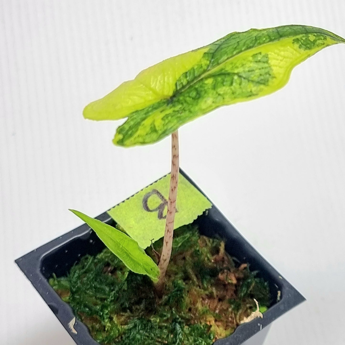 Alocasia Jacklyn Variegated