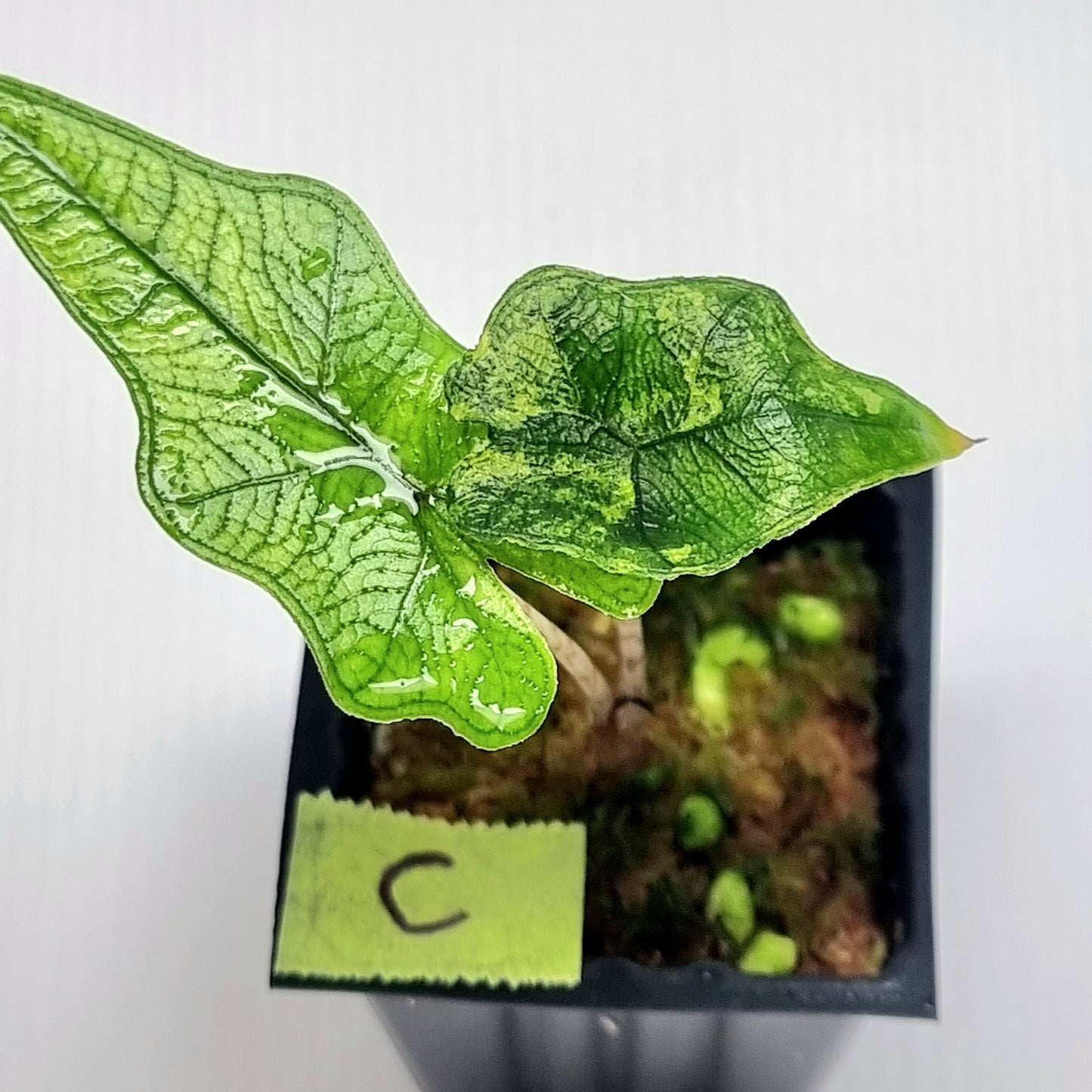 Alocasia Jacklyn Variegated