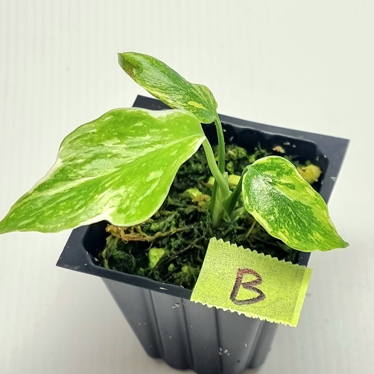 Monstera Electrolyte