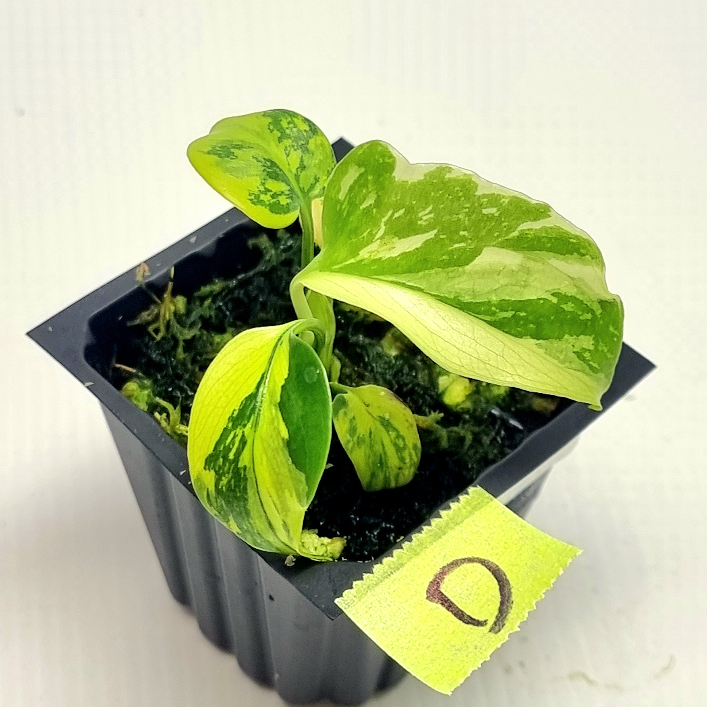 Monstera Electrolyte – Flora Magnifica Australia