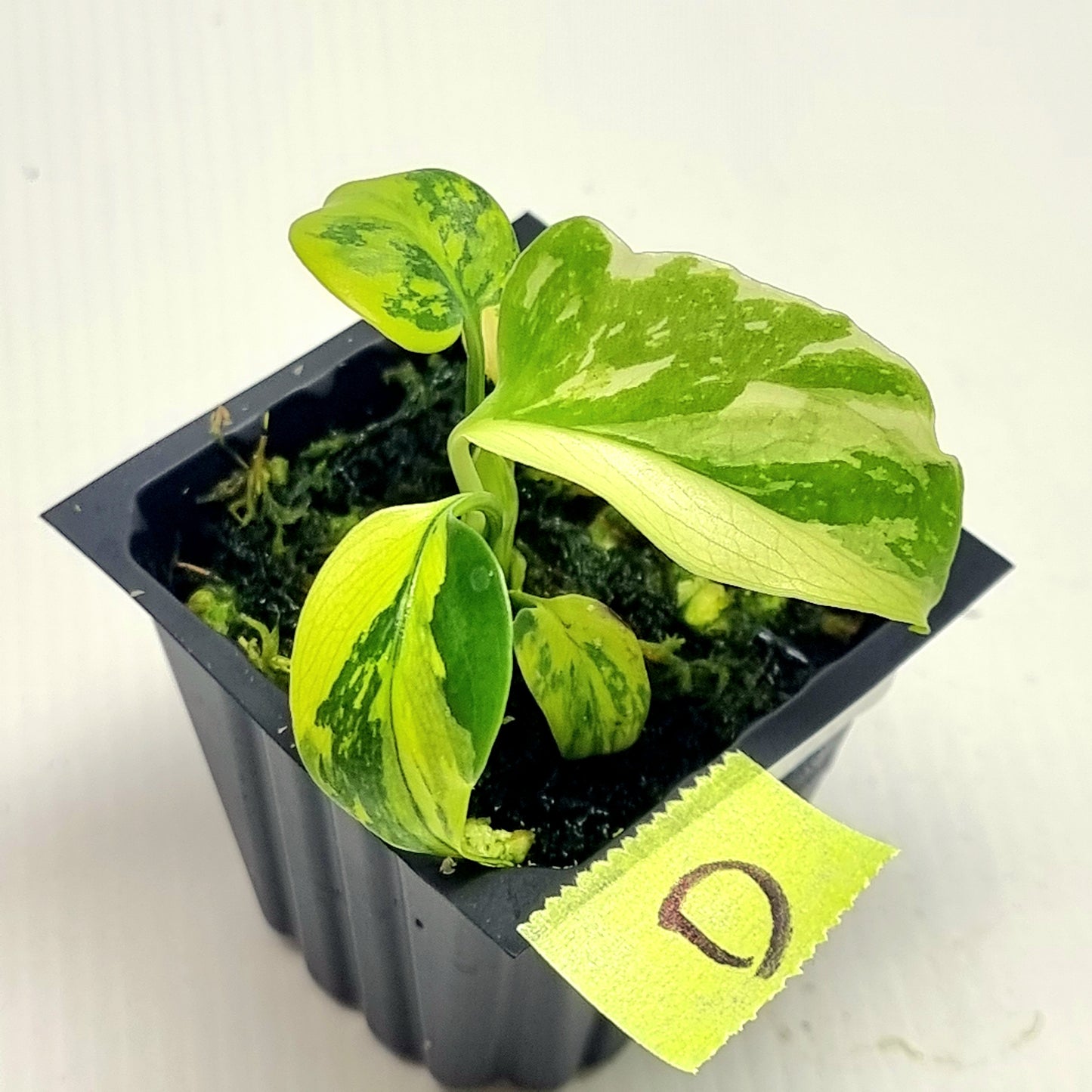 Monstera Electrolyte