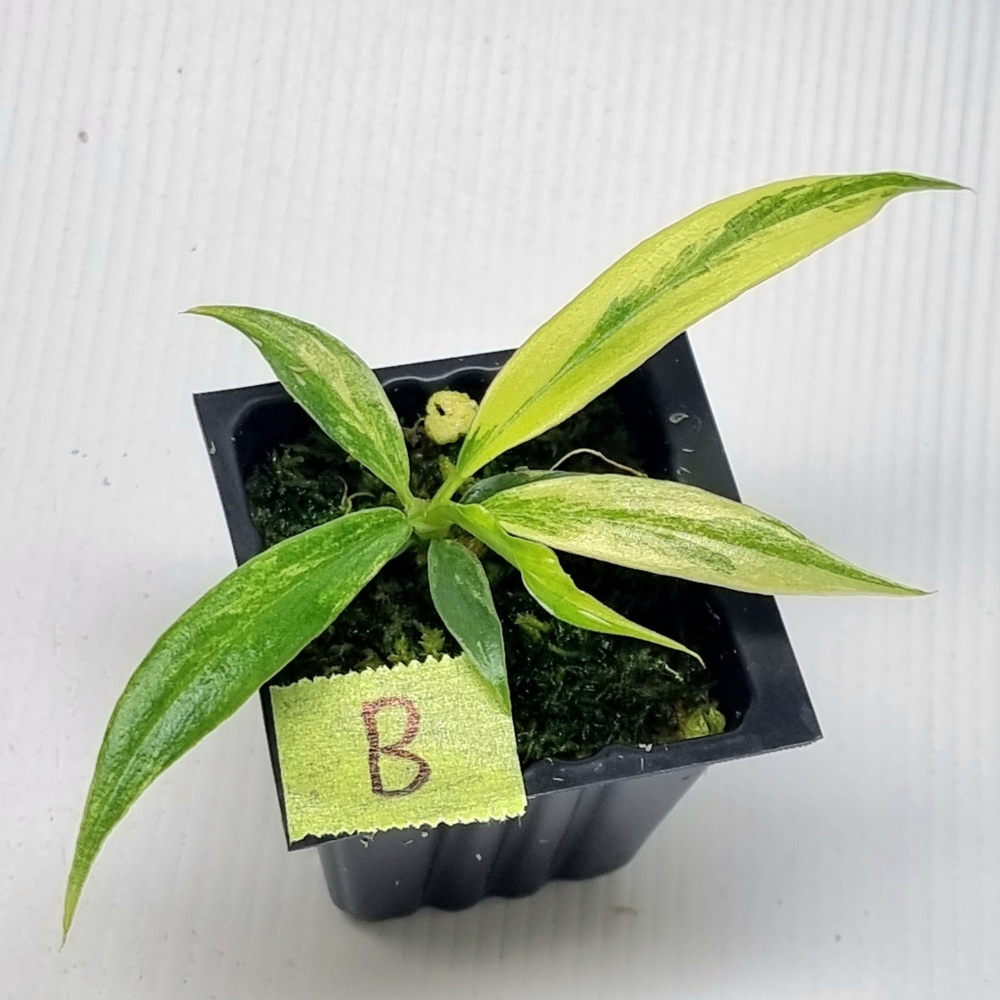 Philodendron tortum Aurea Variegated