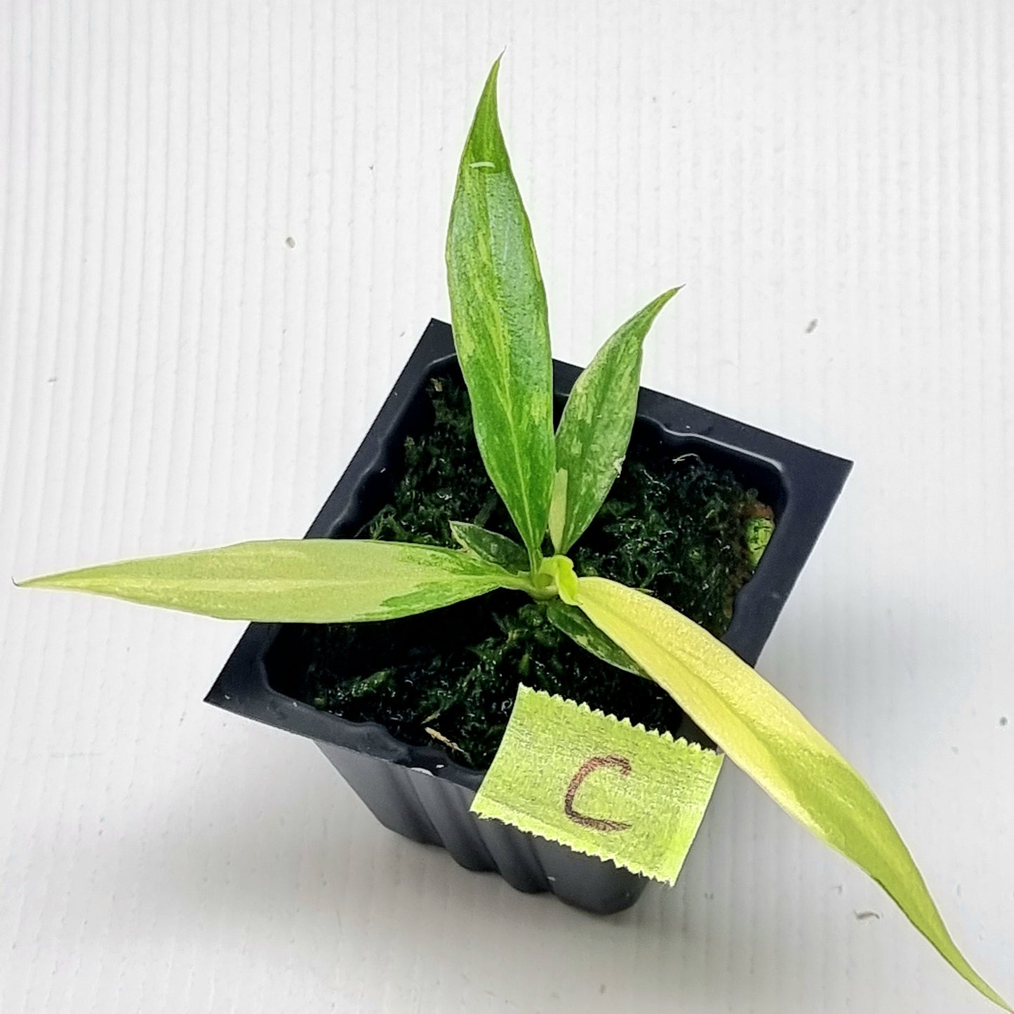 Philodendron tortum Aurea Variegated