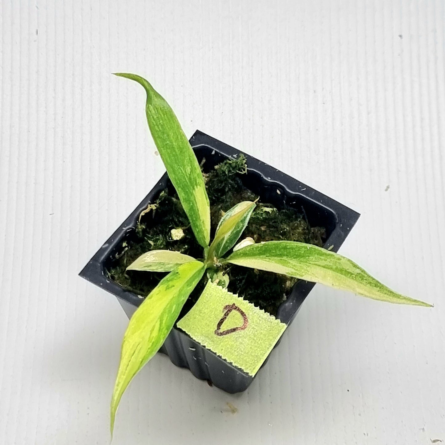 Philodendron tortum Aurea Variegated