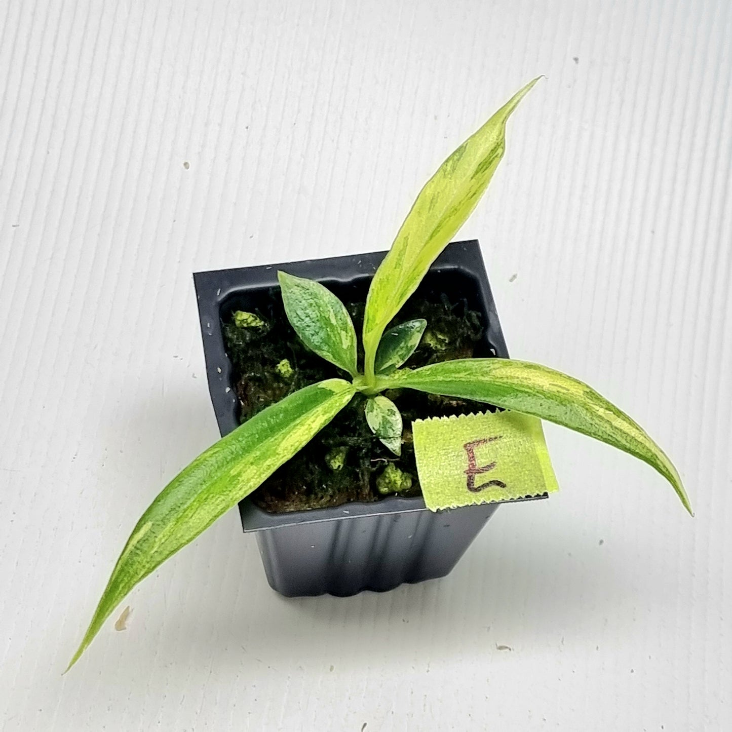 Philodendron tortum Aurea Variegated