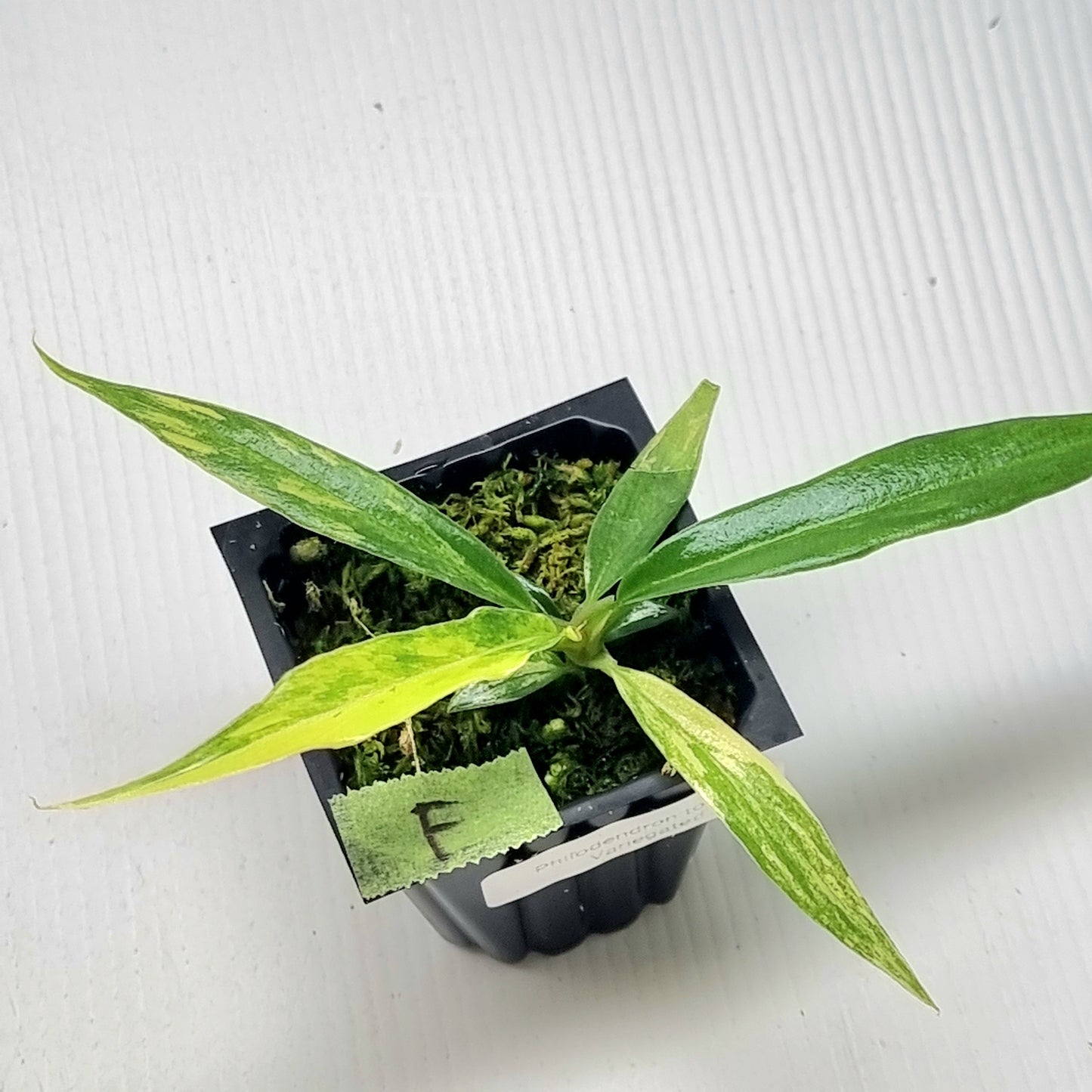 Philodendron tortum Aurea Variegated