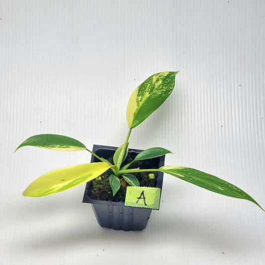 Philodendron joepii Albo Variegated