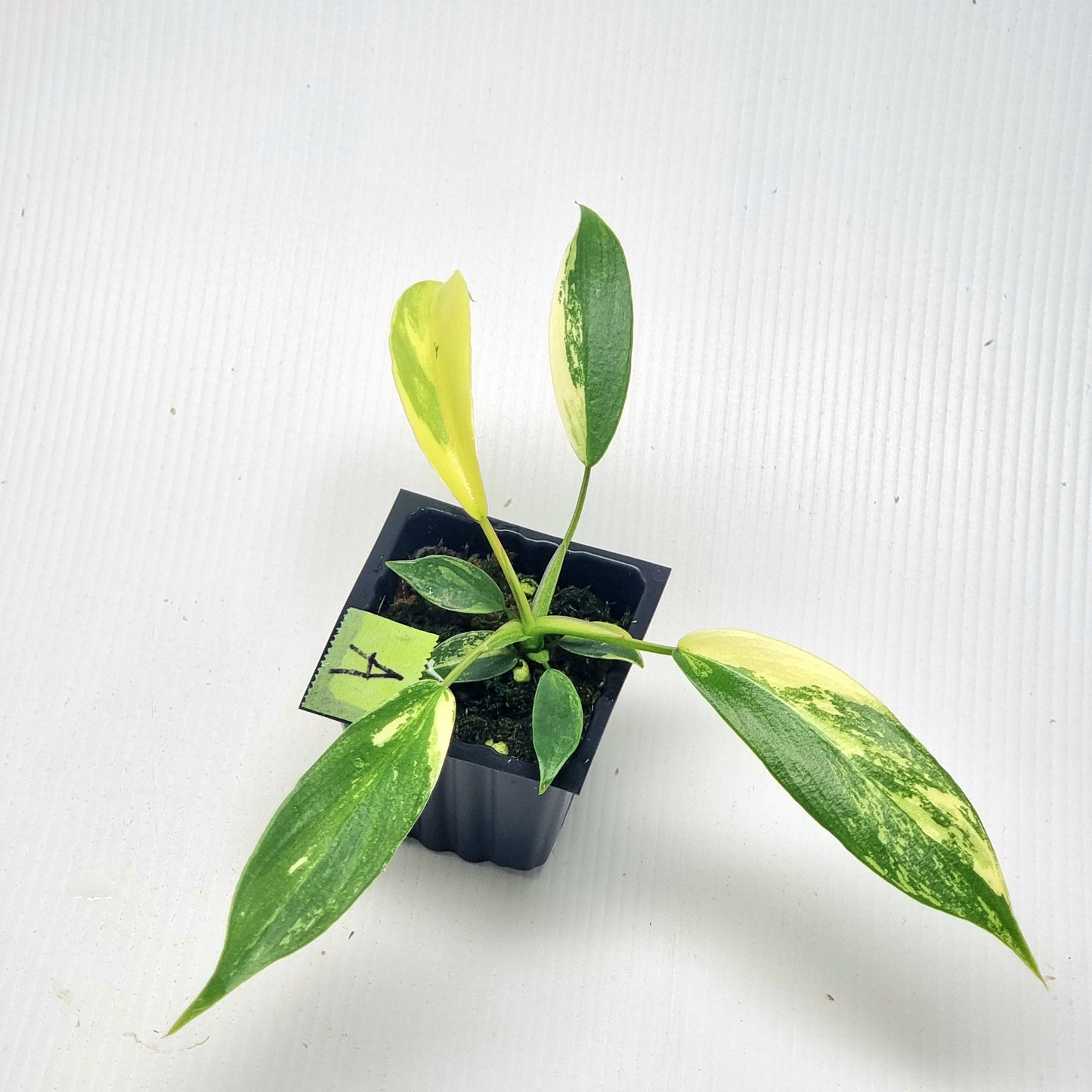 Philodendron joepii Albo Variegated