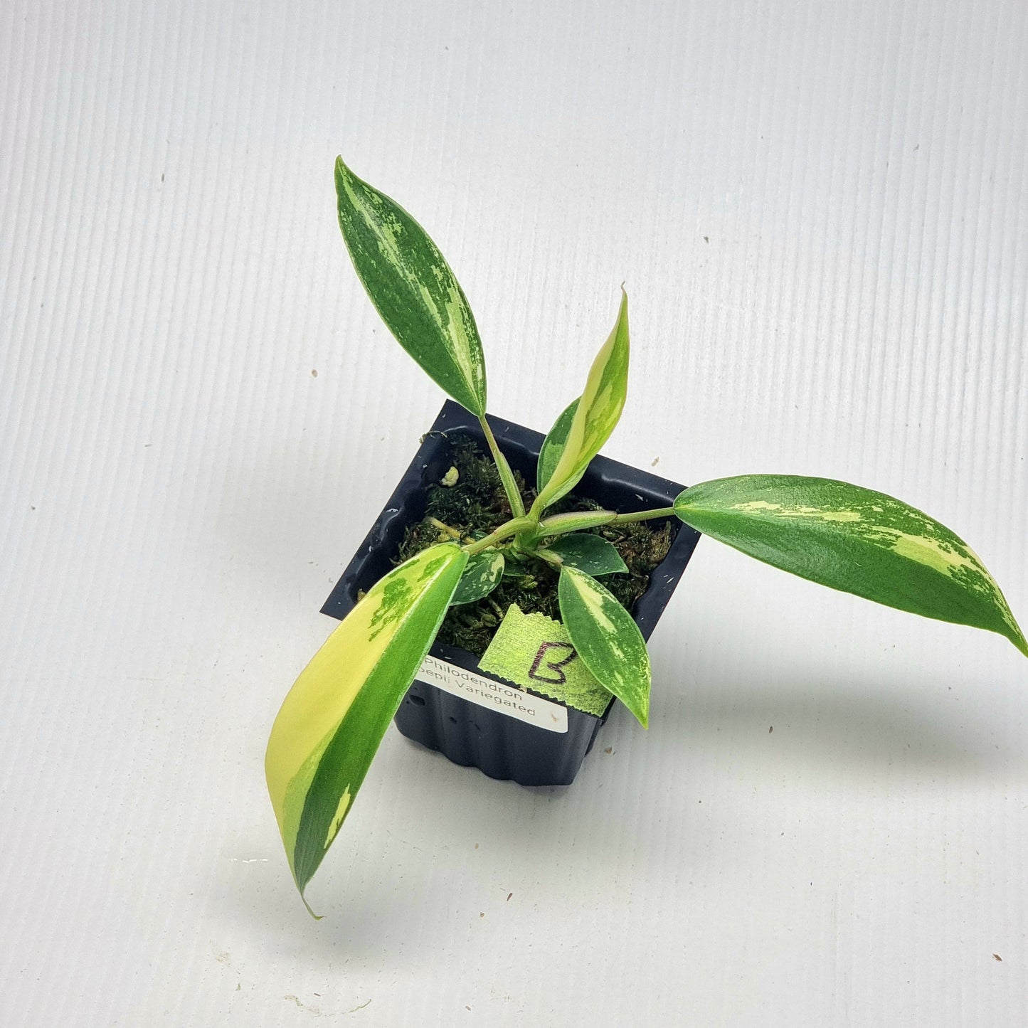 Philodendron joepii Albo Variegated
