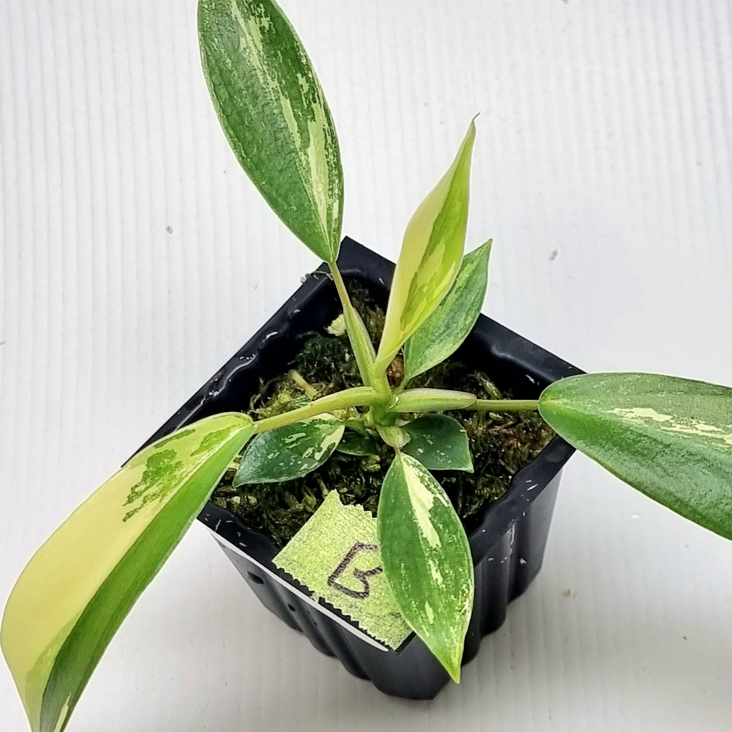 Philodendron joepii Albo Variegated