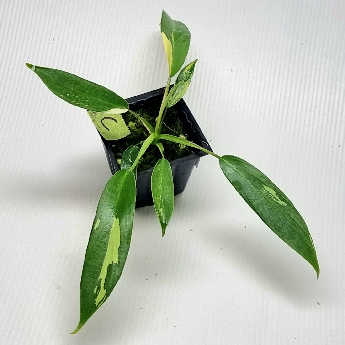 Philodendron joepii Albo Variegated