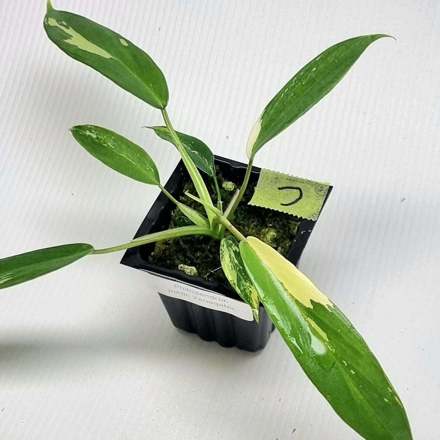 Philodendron joepii Albo Variegated