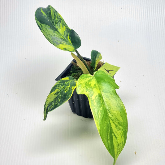 Philodendron squamiferum X P. Florida Beauty Variegated