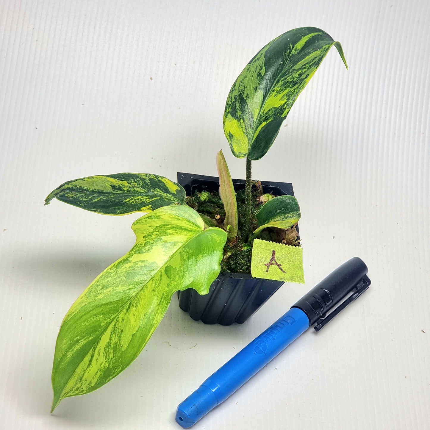 Philodendron squamiferum X P. Florida Beauty Variegated