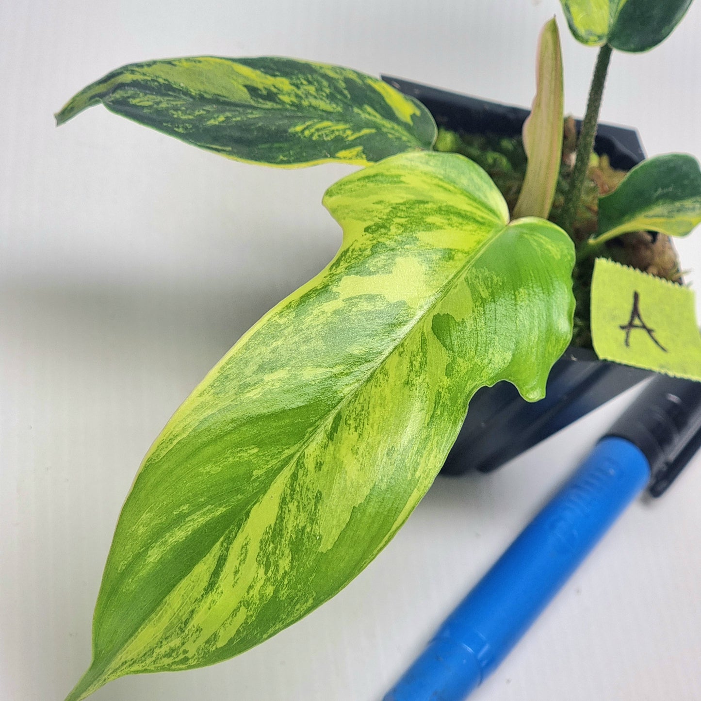 Philodendron squamiferum X P. Florida Beauty Variegated