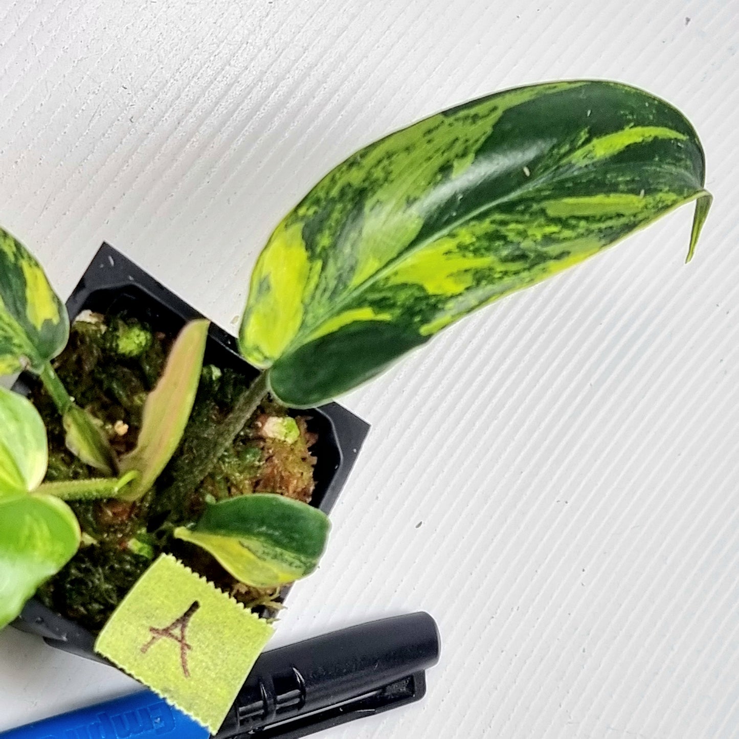 Philodendron squamiferum X P. Florida Beauty Variegated