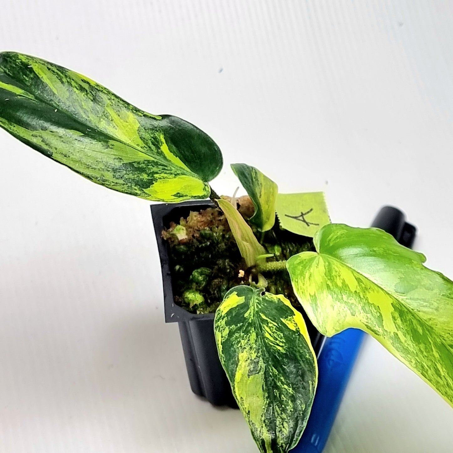 Philodendron squamiferum X P. Florida Beauty Variegated